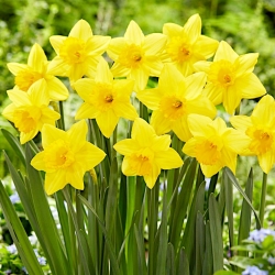 Pentewan daffodil - 5 pcs
