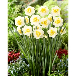 Salou daffodil - large pack! - 50 pcs