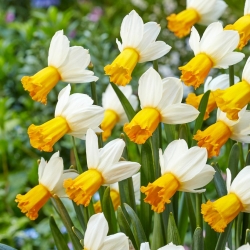 Winter Waltz daffodil - large pack! - 50 pcs