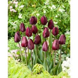 Tulipe Haricot Noir - 5 mcx