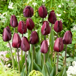 Tulipán fekete bab - nagy csomag! - 50 db.