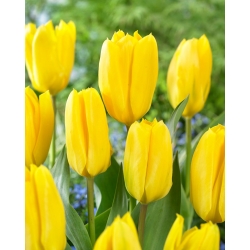 Tulip Candela - embalagem grande! - 50 pcs.