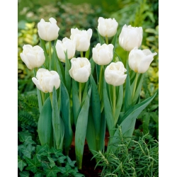 Tulip Mondial - embalagem grande! - 50 pcs.