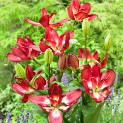 Double Sensation double-flowered lily