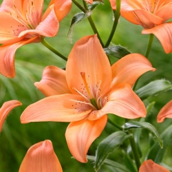 Easy Beat lily - pollenfri, perfekt för vasen! - stort paket! - 10 st