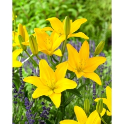 Lily - Easy Sun - senza polline, perfetta per il vaso! - confezione grande! - 10 pezzi