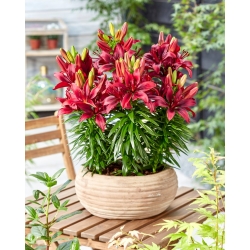 Happy Love miniature pot lily - large pack! - 10 pcs