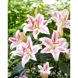 Lovely Day oriental lily - fragrant