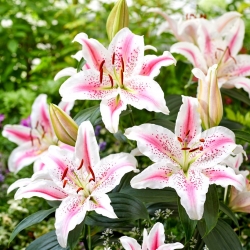 Lovely Day oriental lily - fragrant