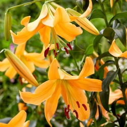 Tree lily - Orange Space