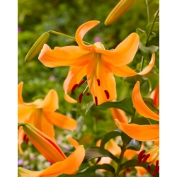 Orange tree lily