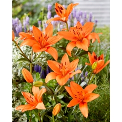 Lily - Orange Summer - stor pakke! - 10 stk - 