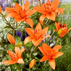 Lily - Orange sommer - 
