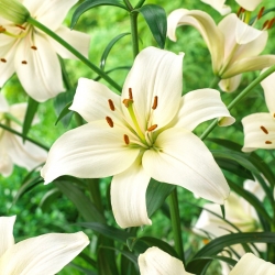 Lily - perleťově bílá - 