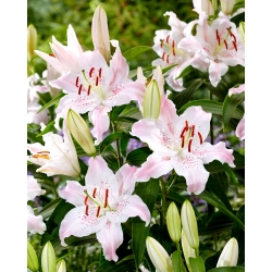 Virtuoso oriental lily - fragrant