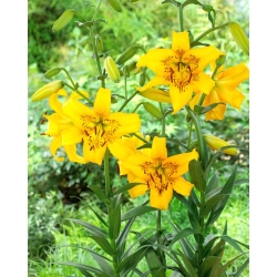 Tigerlilie - Gelbe Bruse