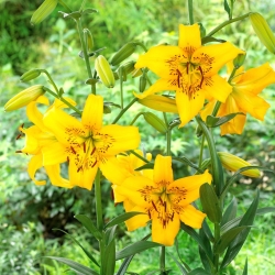 Tiger lily - Yellow Bruse