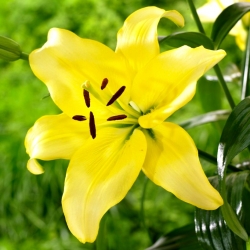 Lilie - Gelbe Kraft