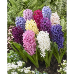 Hyacinth - pemilihan warna - pek besar! - 30 pcs - 