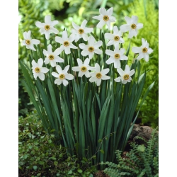 Recurvus bakung penyair - paket besar! - 50 buah; Narcissus penyair, nargis, mata burung pegar, bunga findern, bunga lily pinkster - 