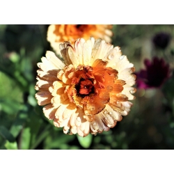 Calêndula - Sunset Buff - Calendula officinalis - sementes