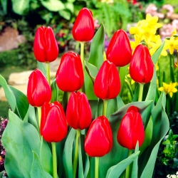 Tulip Hollandia - large pack! - 50 pcs