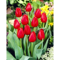 Tulip Hollandia - large pack! - 50 pcs