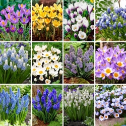 Extra-large set - 120 grape hyacinth and crocus bulbs - a selection of 12 most intriguing varieties