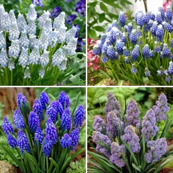 Small set - 40 grape hyacinth bulbs - a selection of 4 most intriguing varieties