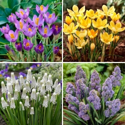 Small set - 40 grape hyacinth and crocus bulbs - a selection of 4 most intriguing varieties