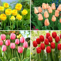Lille sæt - 20 tulipanløg - et udvalg af 4 mest spændende sorter