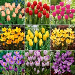 Stort sæt - 70 tulipan- og krokusløg - et udvalg af 9 mest spændende sorter