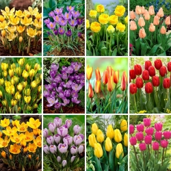 Juego extra grande - 90 bulbos de tulipanes y azafrán - una selección de las 12 variedades más fascinantes