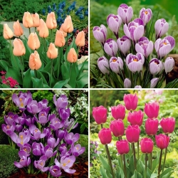 Kleine set - 30 tulpen- en krokusbollen - een selectie van 4 meest intrigerende soorten - 