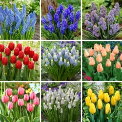 Large set - 70 grape hyacinth and tulip bulbs - a selection of 9 unique varieties