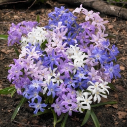 Lucile's glory-of- the-snow mix - Chionodoxa luciliae mix - large package! - 100 bulbs