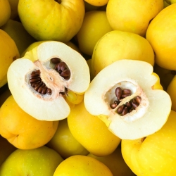 Japanische Zierquitte - Frische Früchte direkt vom Strauch - 1 kg