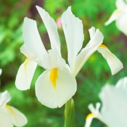 Iris olandese "White van Vliet" - confezione grande! - 100 lampadine - 