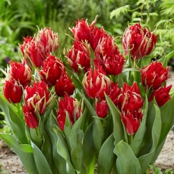 Araignee rouge tulipe - gros paquet ! - 50 pieces