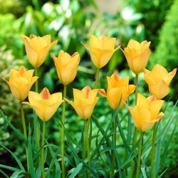 Tulipán de hojas de lino, tulipán de Bokhara Charm de bronce - 5 piezas - 
