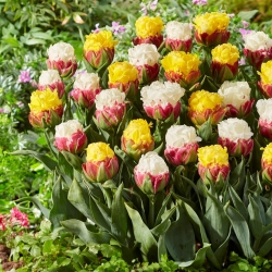 Laimingas pavasaris - 10 tulpių svogūnėlių - dviejų veislių kompozicija