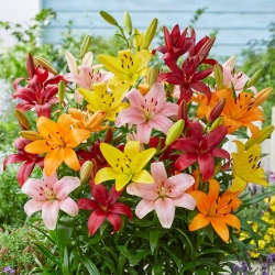 Lily - výber 5 kvetinové cibule - 