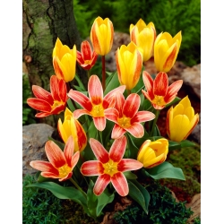 "Chant de la sirene" - 50 bulbes de tulipes - composition de 2 varietes