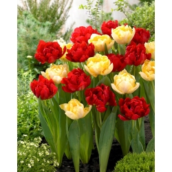 Bulbos de tulipa - conjunto de 2 variedades - Red Baby Doll e Montreux - 50 unidades