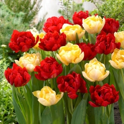 Bulbos de tulipa - conjunto de 2 variedades - Red Baby Doll e Montreux - 50 unidades