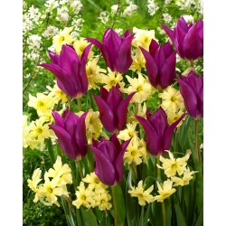 "Spring Colors" - 50 bulbos de narcisos e tulipas - composição de 2 variedades intrigantes