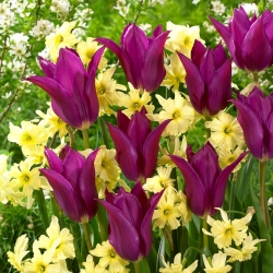 „Pavasario spalvos“ - 50 narcizų ir tulpių svogūnėlių - 2 intriguojančių veislių kompozicija