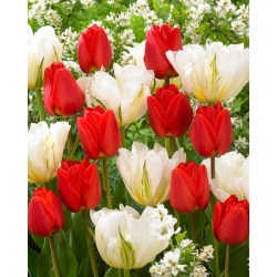 "Creación de primavera" - 50 bulbos de tulipán - composición de 2 variedades