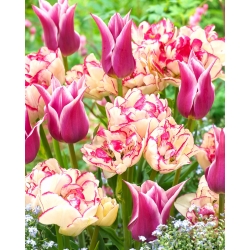 "Spring Song" - 50 bulbos de tulipán - composición de 2 variedades