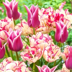 "Canção da Primavera" - 50 bulbos de tulipa - composição de 2 variedades
